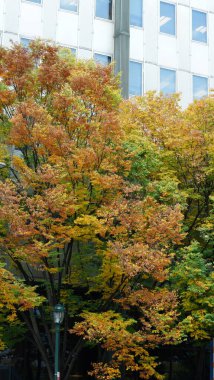 Sonbaharda renkli ağaçlar ve yapraklarla güzel kampüs manzarası.