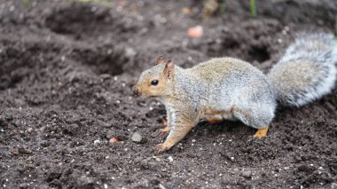 Şirin bir sincap ormanda fındık yiyor.