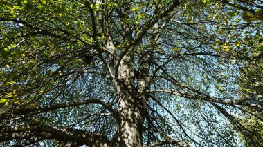 Parkta renkli ağaçlar ve yapraklarla güzel sonbahar manzarası