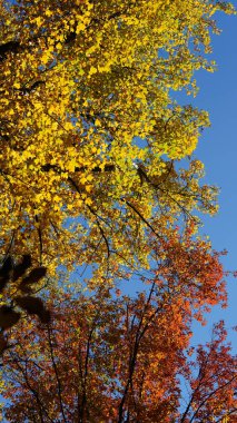 Parkta renkli ağaçlar ve yapraklarla güzel sonbahar manzarası