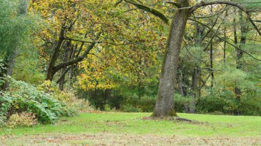 Sonbaharda ağaçlardaki renkli ve güzel yapraklar