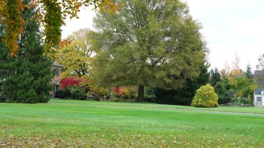 Sonbaharda ağaçlardaki renkli ve güzel yapraklar
