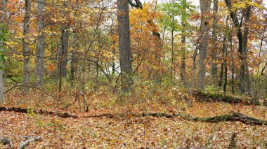 Sonbaharda ağaçlardaki renkli ve güzel yapraklar