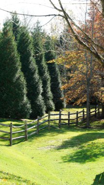 Sonbaharda ağaçlardaki renkli ve güzel yapraklar