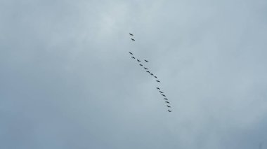 Yaban kazları mevsimlik göçleri için gökyüzünde uçuyorlar.