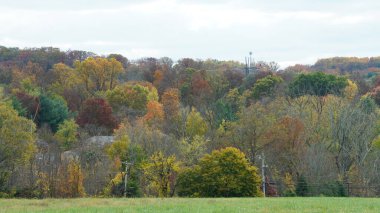 Sonbaharda ağaçlardaki renkli ve güzel yapraklar