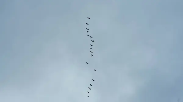 Die Wildgänse Fliegen Für Ihre Saisonale Einwanderung Den Himmel lizenzfreie Stockfotos