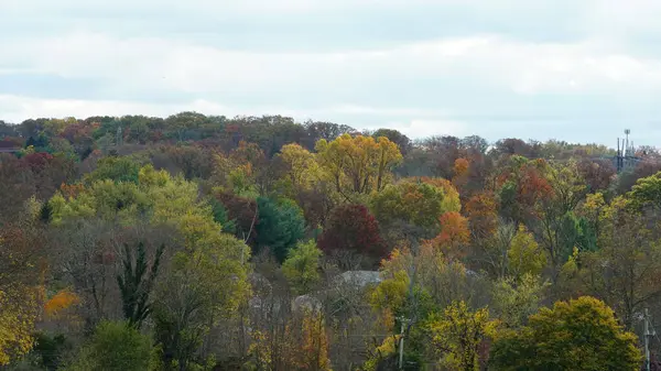Красочные Красивые Листья Деревьях Осенью Стоковая Картинка