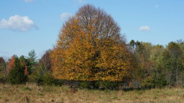 Sonbaharda ağaçlardaki renkli ve güzel yapraklar