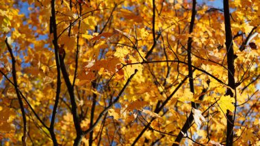 Sonbaharda ağaçlardaki renkli ve güzel yapraklar