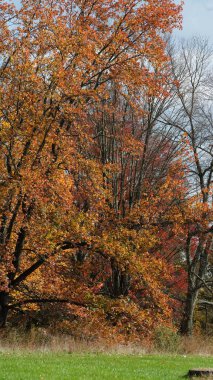 Sonbaharda ağaçlardaki renkli ve güzel yapraklar