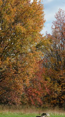 Sonbaharda ağaçlardaki renkli ve güzel yapraklar