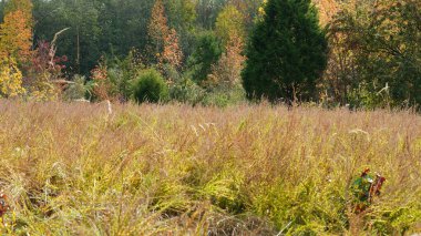 Sonbaharda ağaçlardaki renkli ve güzel yapraklar
