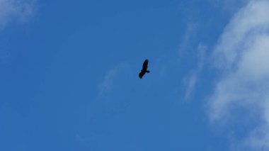 Bulutlu mavi gökyüzünde uçan bir kartal