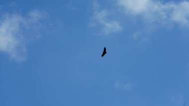 Bulutlu mavi gökyüzünde uçan bir kartal