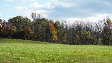 Sonbaharda ağaçlardaki renkli ve güzel yapraklar