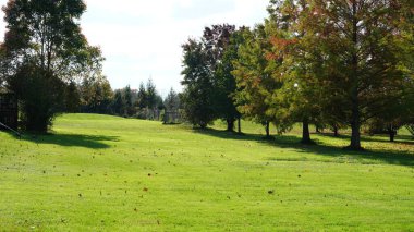 Sonbaharda ağaçlardaki renkli ve güzel yapraklar
