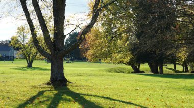 Sonbaharda yere dökülen renkli sonbahar yaprakları