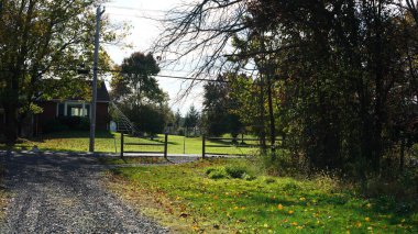 Sonbaharda ağaçlardaki renkli ve güzel yapraklar