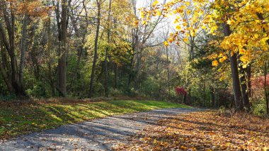 Sonbaharda ağaçlardaki renkli ve güzel yapraklar