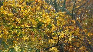 Sonbaharda ağaçlardaki renkli ve güzel yapraklar