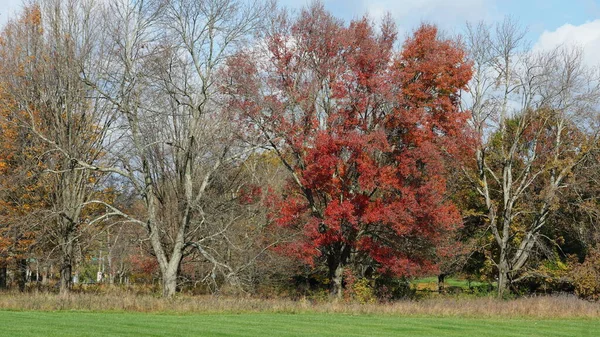 Die Bunten Und Schönen Blätter Den Bäumen Herbst lizenzfreie Stockfotos