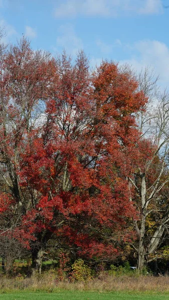 Sonbaharda Ağaçlardaki Renkli Güzel Yapraklar - Stok İmaj