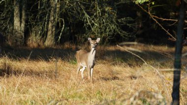 Sonbahar ormanında tatlı geyik gözünü dikmiş bana bakıyordu.