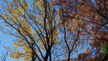 Sonbaharda ağaçlardaki renkli ve güzel yapraklar