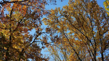 Sonbaharda ağaçlardaki renkli ve güzel yapraklar