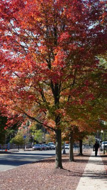 Amerika 'da eski binalar ve sonbahar yapraklarıyla güzel bir üniversite kampüs manzarası.