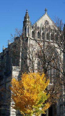 Amerika 'da eski binalar ve sonbahar yapraklarıyla güzel bir üniversite kampüs manzarası.