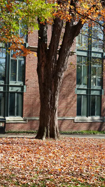 Amerika Eski Binalar Sonbahar Yapraklarıyla Güzel Bir Üniversite Kampüs Manzarası Stok Fotoğraf