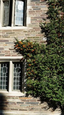 Amerika 'da eski binalar ve sonbahar yapraklarıyla güzel bir üniversite kampüs manzarası.