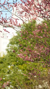 Baharda açan güzel pembe ve beyaz çiçekler
