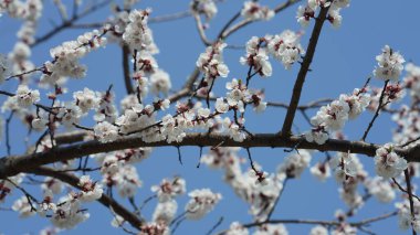 Baharda açan güzel pembe ve beyaz çiçekler
