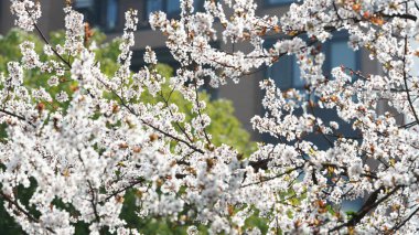 Baharda açan güzel pembe ve beyaz çiçekler