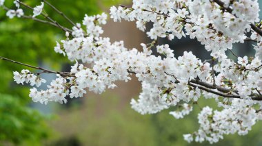 Güzel pembe ve beyaz çiçekler baharda yağmurlu bir günde çiçek açıyor.