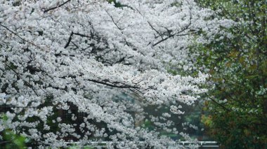 Baharda açan güzel pembe ve beyaz çiçekler