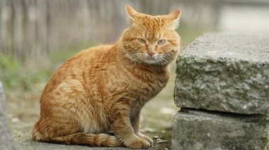 Bahçede dinlenmek için oturan sevimli vahşi bir kedi