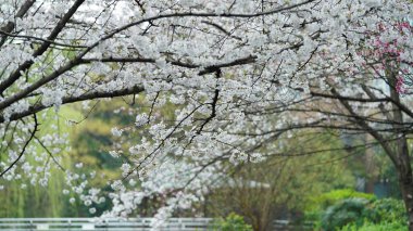 Güzel pembe ve beyaz çiçekler baharda yağmurlu bir günde çiçek açıyor.