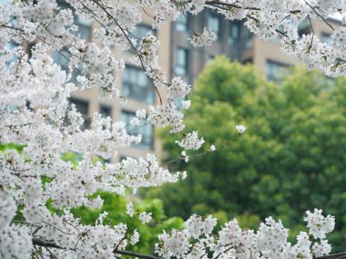 Baharda açan güzel pembe ve beyaz çiçekler