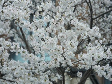 Baharda açan güzel pembe ve beyaz çiçekler