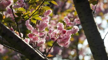 Baharda açan güzel pembe ve beyaz çiçekler