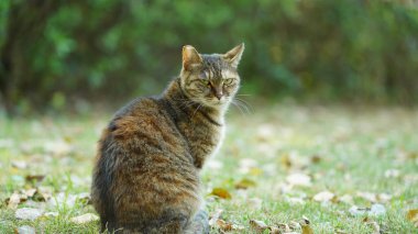 Bahçede dinlenmek için oturan sevimli vahşi bir kedi