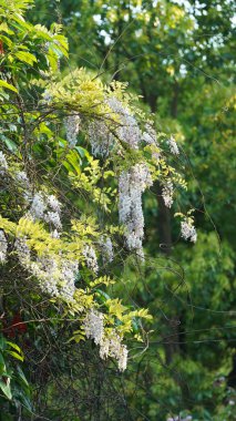 Baharda açan güzel pembe ve beyaz çiçekler
