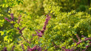 Baharda açan güzel pembe ve beyaz çiçekler