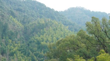 Çin 'in kırsal kesimindeki köyde bin yıldır büyük bir ağaç büyüyor.