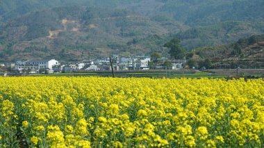 Sarı petrol çiçeklerinin açtığı güzel kır manzaraları ve baharda Çin 'in güneyinde arka plan olarak küçük bir köy.