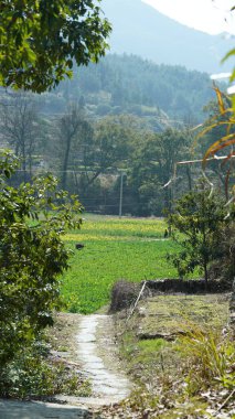 Sarı petrol çiçeklerinin açtığı güzel kır manzaraları ve baharda Çin 'in güneyinde arka plan olarak küçük bir köy.